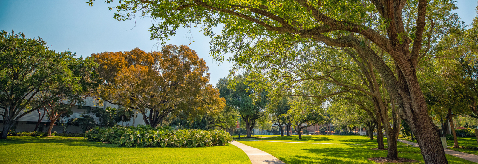 Beautiful trees on the lush Coral Gables campus of the University of Miami.