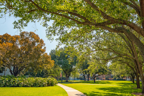 Beautiful trees on the lush Coral Gables campus of the University of Miami, providing shade and a serene atmosph
