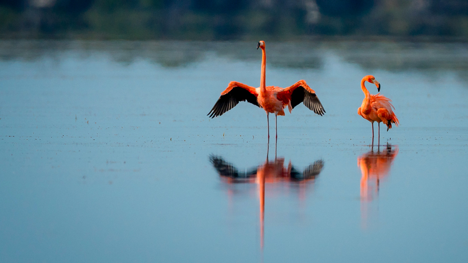Two wild flamingos in Everglades National Park last winter. The birds have been spotted in larger flocks not far from the park’s Flamingo Visitor Center this year. Photo courtesy of Gavin McKenzie.